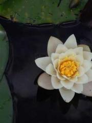 The Rough Man Hunter