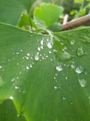 The Return of the Go