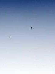 Transmigration: Feel