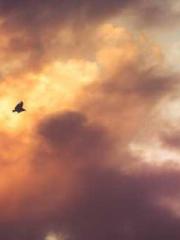 The Imperial Concubi