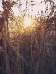 Become a big shot in