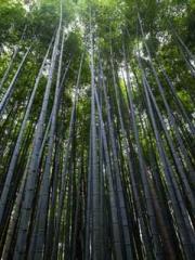 Two Treasures Arrive